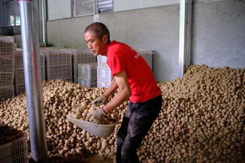 湖北恩施的农户在为挑战“24小时单一网上平台销售最多土豆”的吉尼斯世界纪录备货