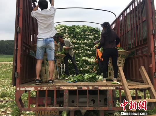 图为村民在装车白菜。刘鹏 摄