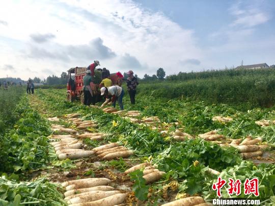 贵州威宁“三白”蔬菜走俏东南亚餐桌