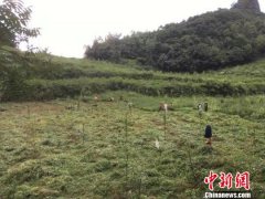 药材飘香产业兴 贵州中药材产业助力富民增收