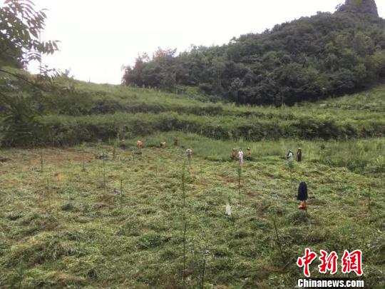 药材飘香产业兴贵州中药材产业助力富民增收