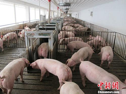 资料图:生猪养殖场。 <a target='_blank' data-cke-saved-href='http://www.chinanews.com/' href='http://www.chinanews.com/'>中新社</a>记者 林浩 摄