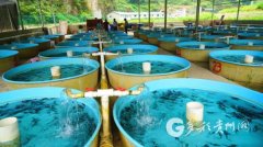 黄平乌梅河村：特色冷水养殖助推脱贫攻坚