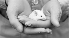 美拟二○三五年前取消哺乳动物实验