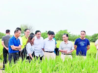 李家洋院士(右三)在多倍体水稻繁育基地