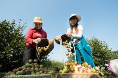 【聚焦十二产业】天柱县：万亩油茶林“点绿成金”茶油飘香富一方百姓