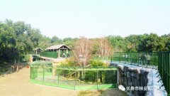 长春动植物公园“猛兽谷”升级改造完工重新开放