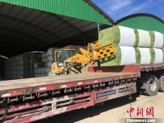 甘肃金昌戈壁滩探＂牧草经济＂:合理用地＂花样＂种植