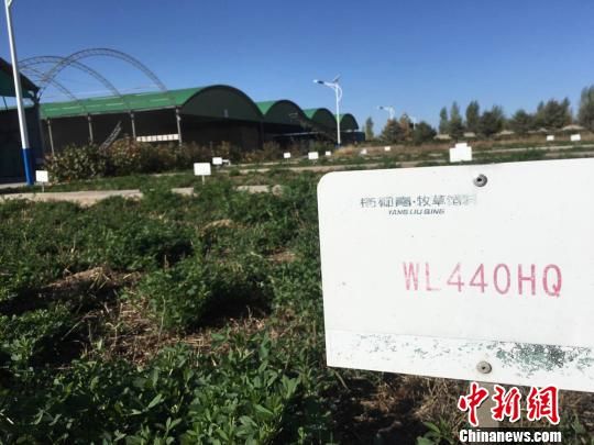 图为金昌市优质牧草试验田。 张婧 摄