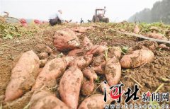 磁县：小红薯成致富大产业