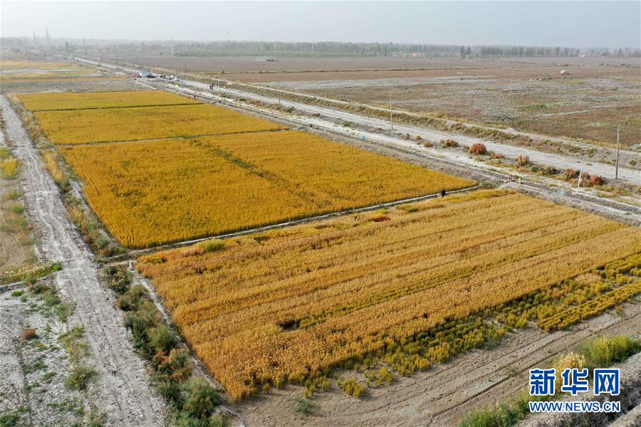 (图文互动)(2)海水稻在塔克拉玛干沙漠边缘测产 亩产546.74公斤