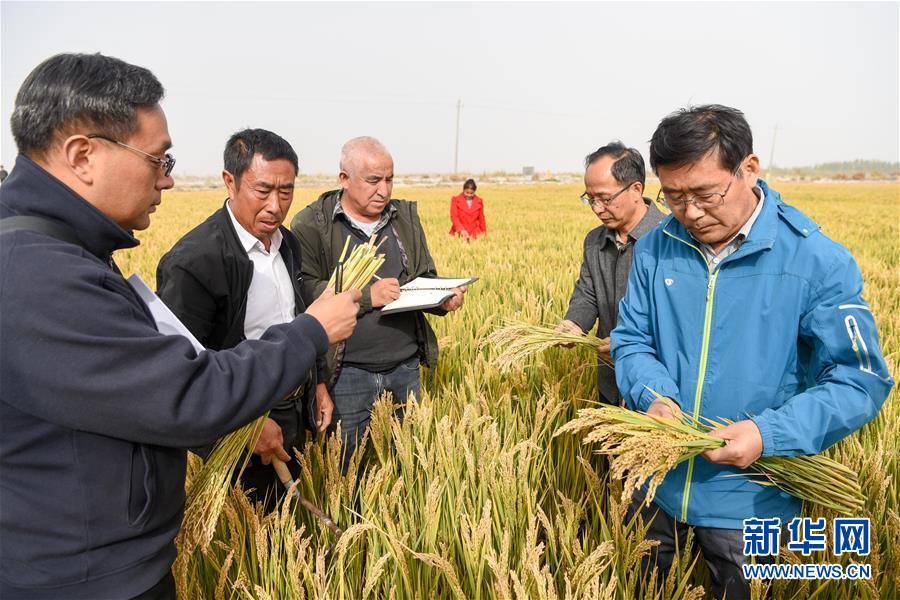 (图文互动)(1)海水稻在塔克拉玛干沙漠边缘测产 亩产546.74公斤