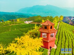 东西部扶贫协作助力鹤峰打造“全国有机茶第一县”