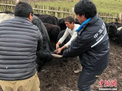中华财险四川分公司牦牛保险助力藏区脱贫攻坚