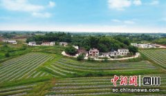 富顺：创新财政专项扶贫资金使用模式助农增收