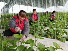 宝鸡市金台区：贫困户喜领产业分红款近30万元