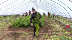 河南柘城：胡芹托起致富梦  带动乡邻奔小康