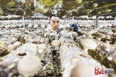 河北保定分类施策、创新模式、培育主体推进产业扶贫