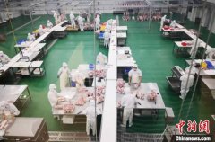 甘肃首次出口冻羊尾油 “甘味”特色进入科威特