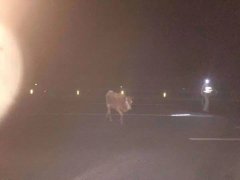 高速上有一头牛？！ 民警：我也是第一次见。